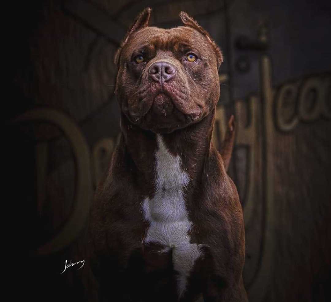 Brooks