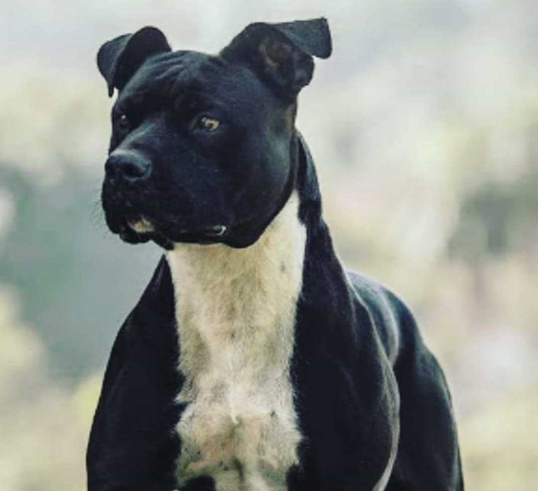 Pantera